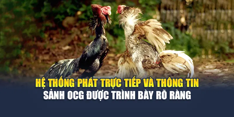 Trải Nghiệm Sảnh Đá Gà OCG Kịch Tính Tại Nhà Cái 78WIN 5 Hệ thống phát trực tiếp và thông tin sảnh đá gà OCG được trình bày rõ ràng