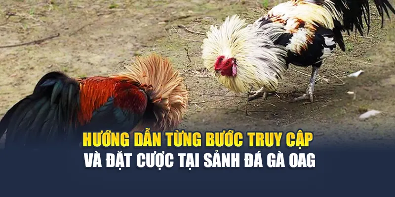 Trải Nghiệm Sảnh Đá Gà OAG Đỉnh Cao Tại Nhà Cái 78WIN 5 Hướng dẫn từng bước truy cập và đặt cược tại sảnh đá gà OAG