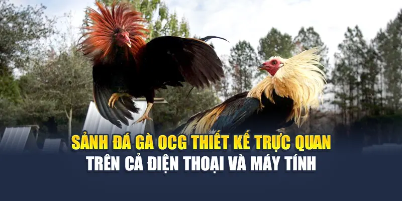 Trải Nghiệm Sảnh Đá Gà OCG Kịch Tính Tại Nhà Cái 78WIN 4 Sảnh đá gà OCG thiết kế trực quan trên cả điện thoại và máy tính