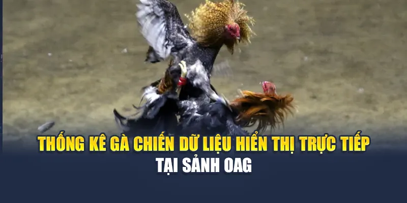 Trải Nghiệm Sảnh Đá Gà OAG Đỉnh Cao Tại Nhà Cái 78WIN 6 Thống kê gà chiến dữ liệu hiển thị trực tiếp tại sảnh OAG