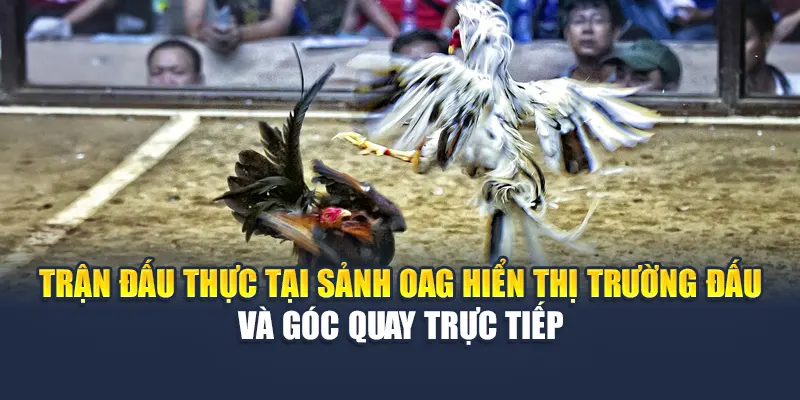 Trải Nghiệm Sảnh Đá Gà OAG Đỉnh Cao Tại Nhà Cái 78WIN 4 Trận đấu thực tại sảnh OAG hiển thị trường đấu và góc quay trực tiếp
